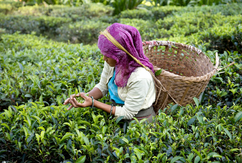 大吉嶺茶採用費力地手工採摘。