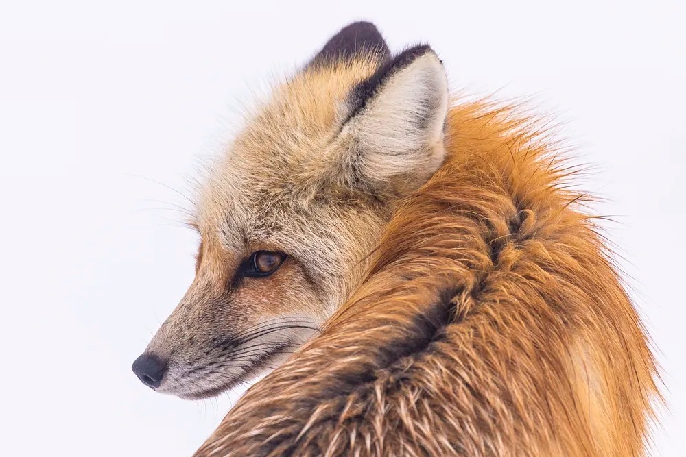 狐狸會夢見狡猾的夢嗎？動物夢境揭示我們尚不了解的生命