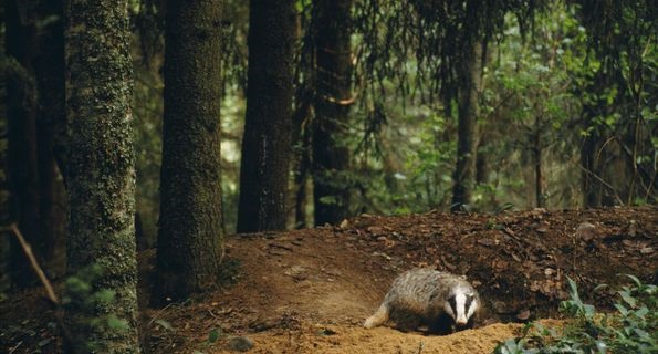 「我想知道動物在野外生存是怎麼一回事。」