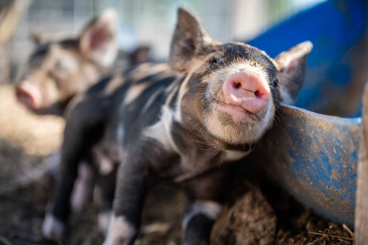 研究發現，齧齒動物和豬跟某些水生生物一樣，具有利用腸道呼吸的能力。